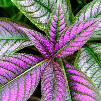 Persian Shield