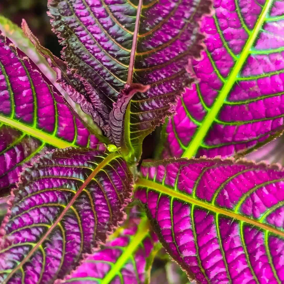 Persian Shield