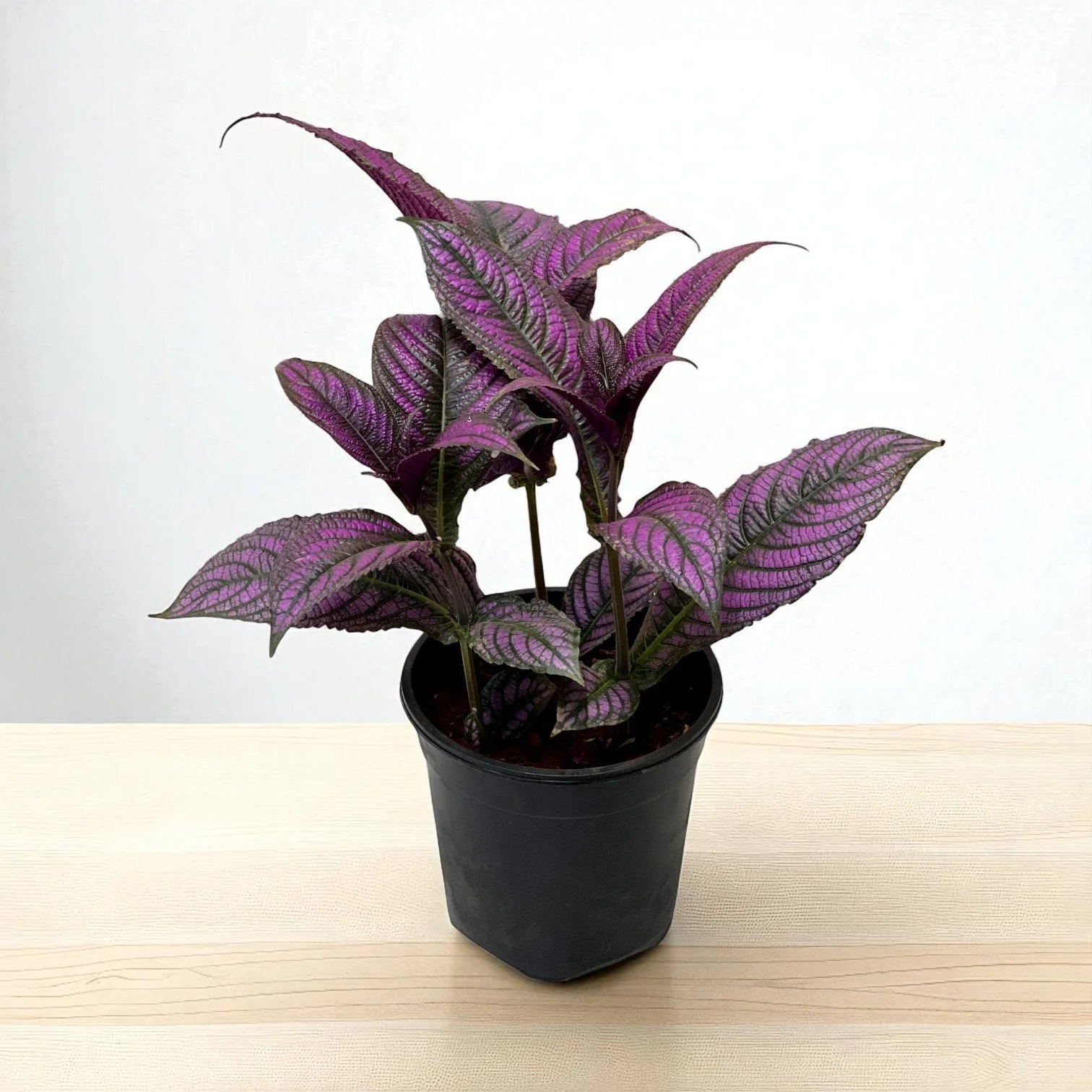 Persian Shield