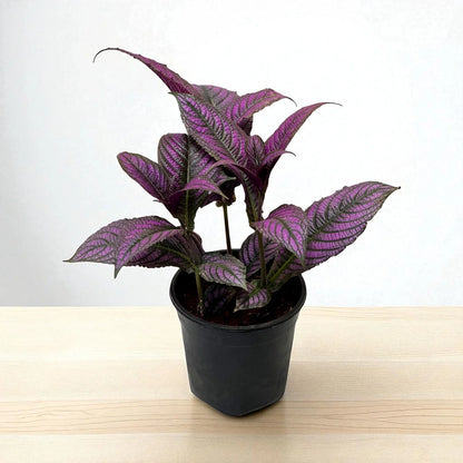 Persian Shield