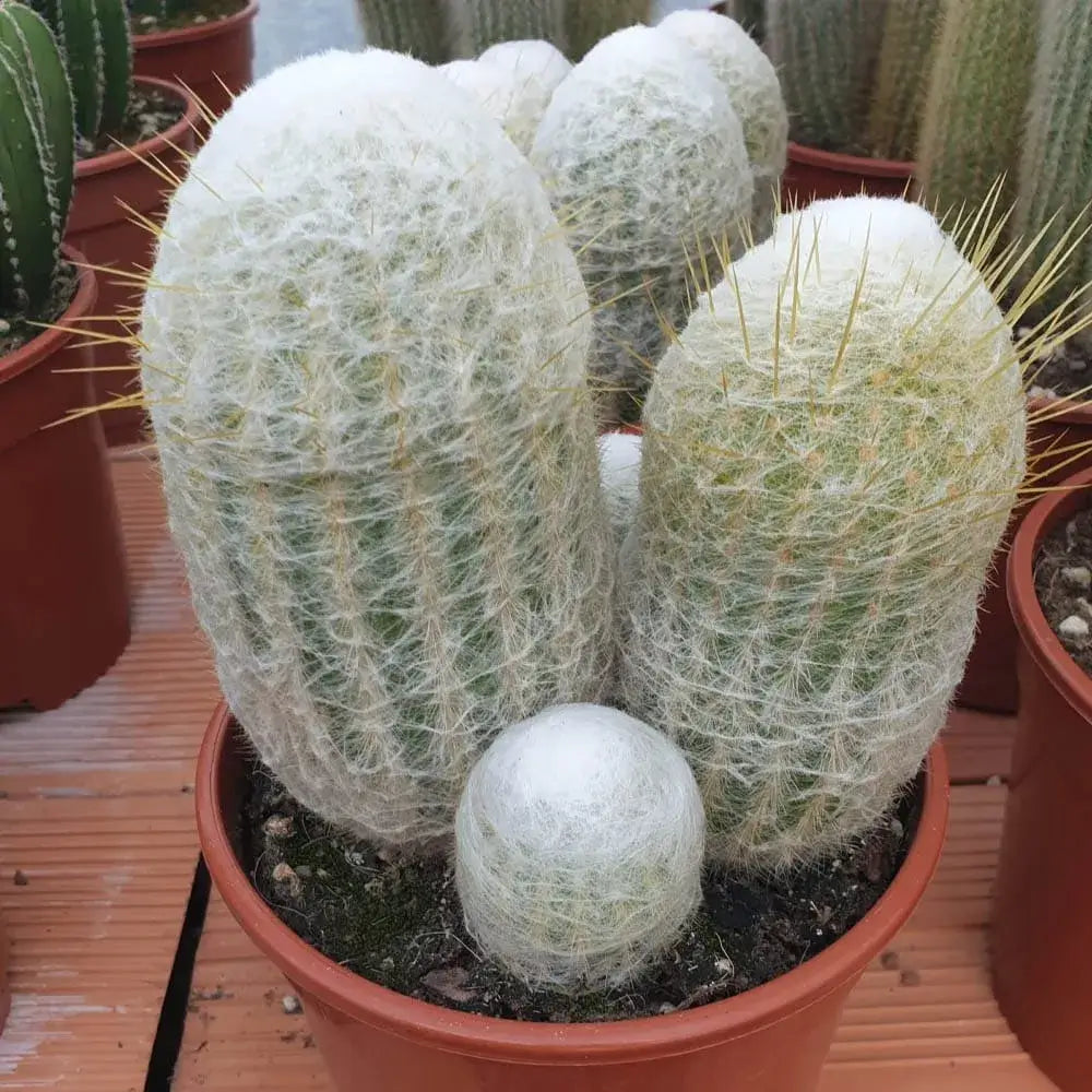 Cactus Peruvian Old Man