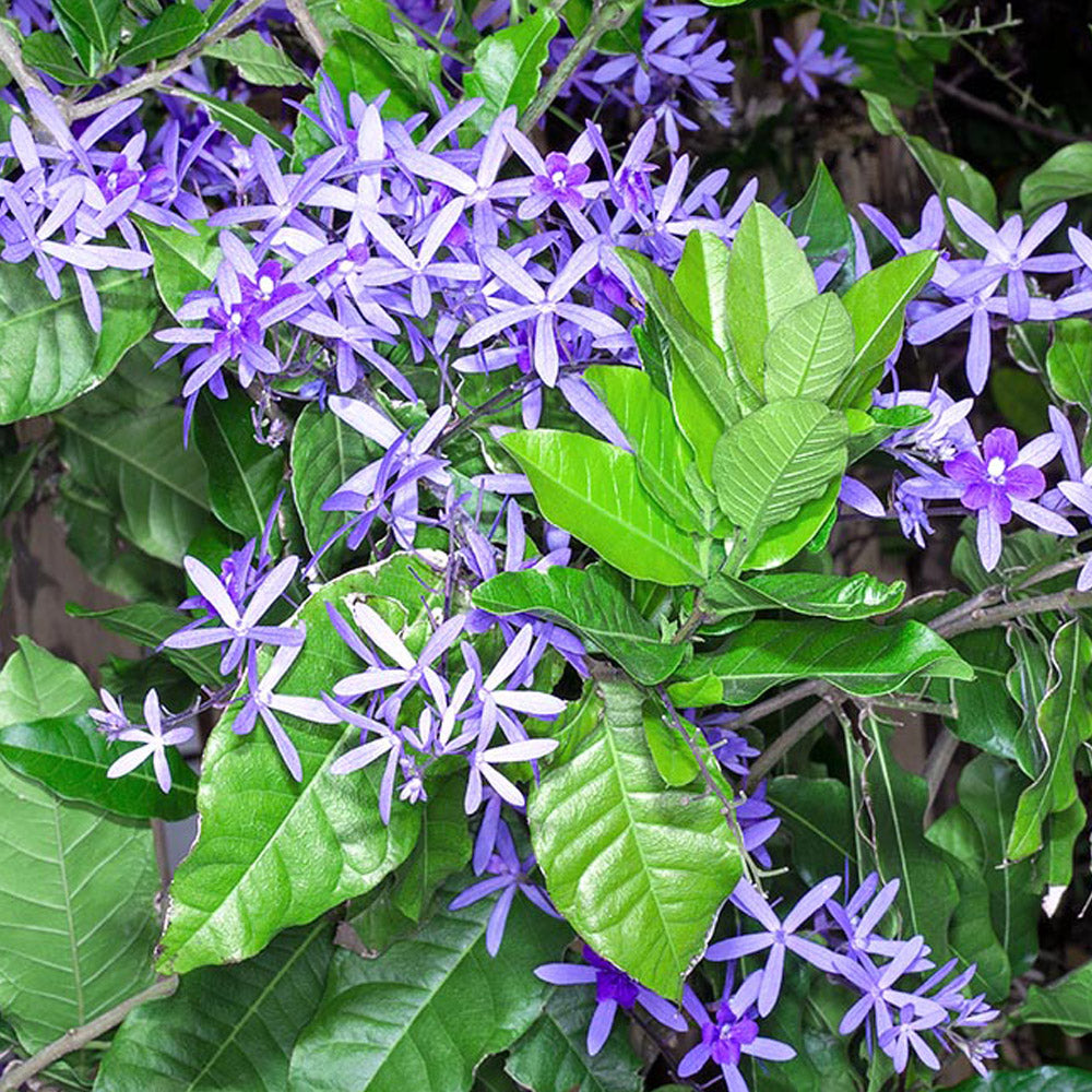 Petrea (Sandpaper Vine)Violet-499- Petrea volubilis violet-purple