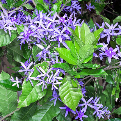 Petrea (Sandpaper Vine)Violet-499- Petrea volubilis violet-purple