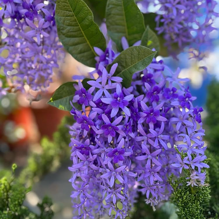 Petrea (Sandpaper Vine)Violet