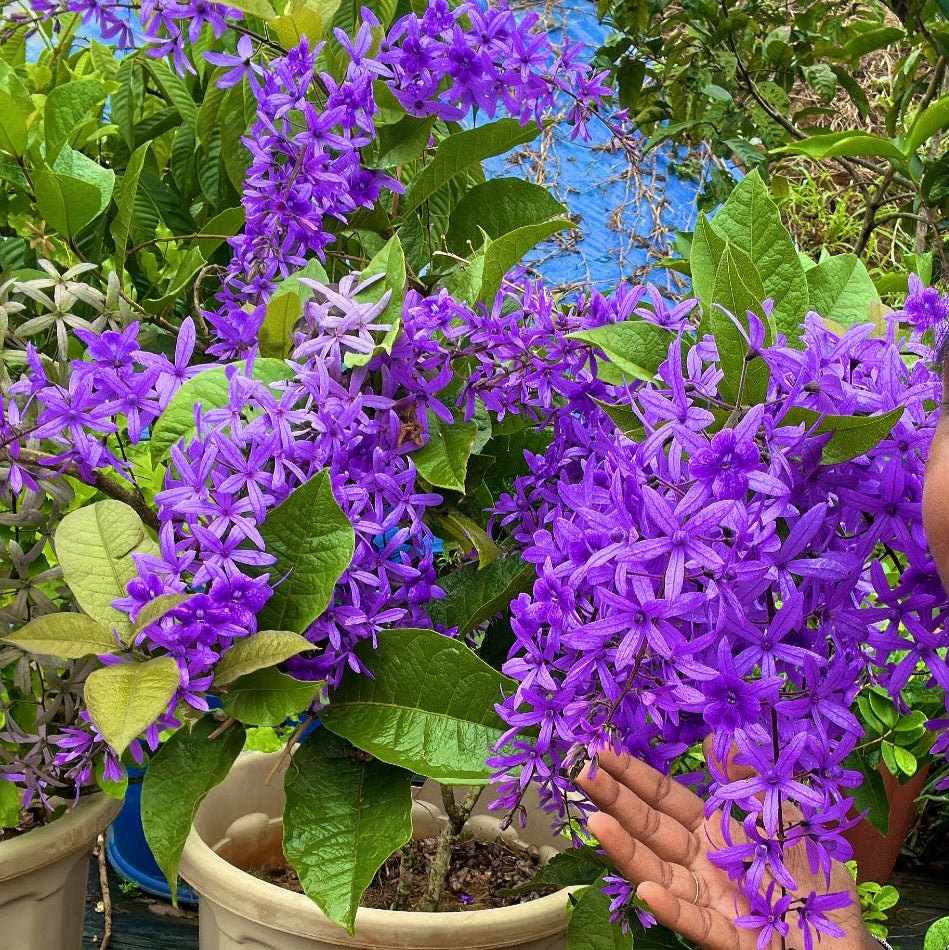 Petrea (Sandpaper Vine)Violet-499- Petrea volubilis violet-purple