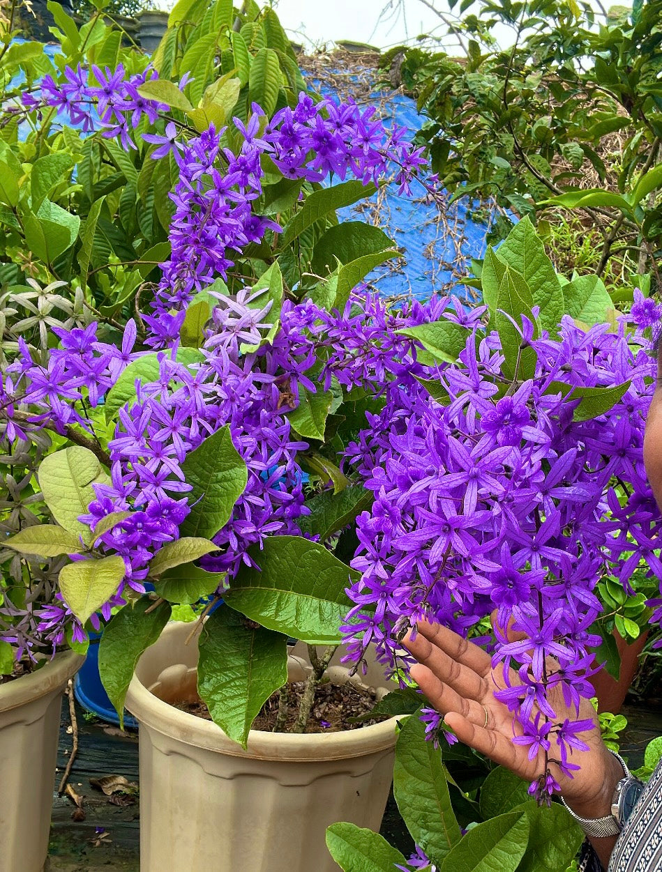 Petrea Violet - Sandpaper Vine Mother Plant