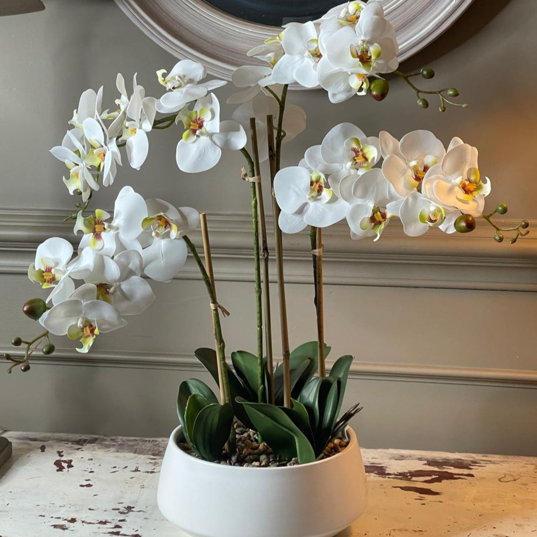 Phalaenopsis Orchid White