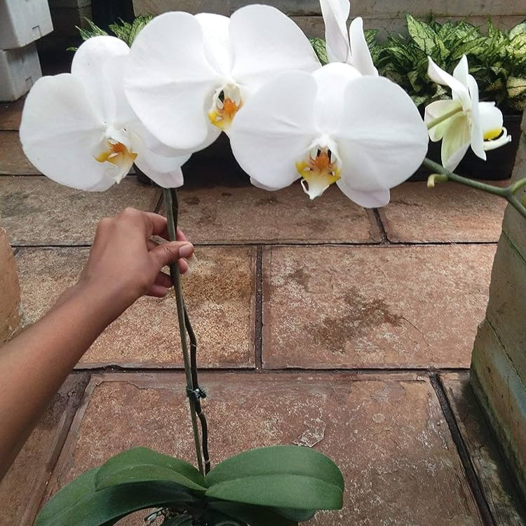Phalaenopsis Orchid White