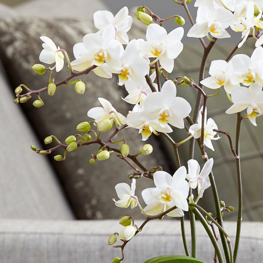 Phalaenopsis Orchid White