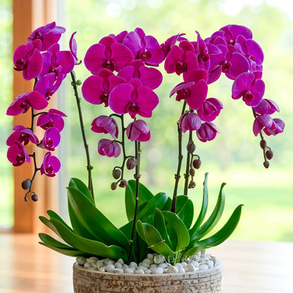 Phalaenopsis Orchid any Dark color