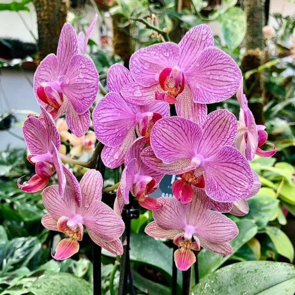 Phalaenopsis Orchid Pink
