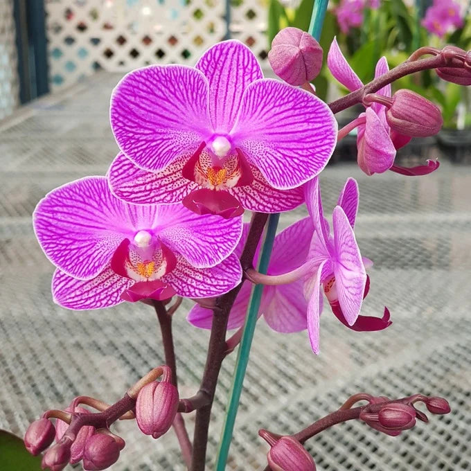 Phalaenopsis Orchid Pink