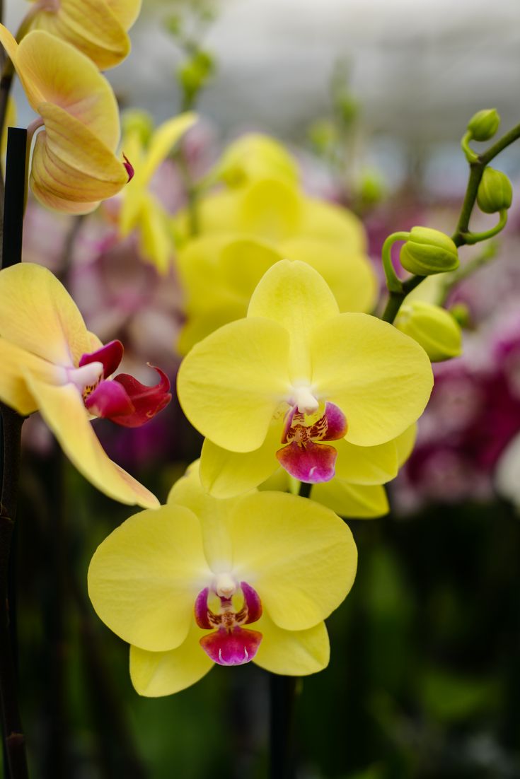 Phalaenopsis Orchid Yellow