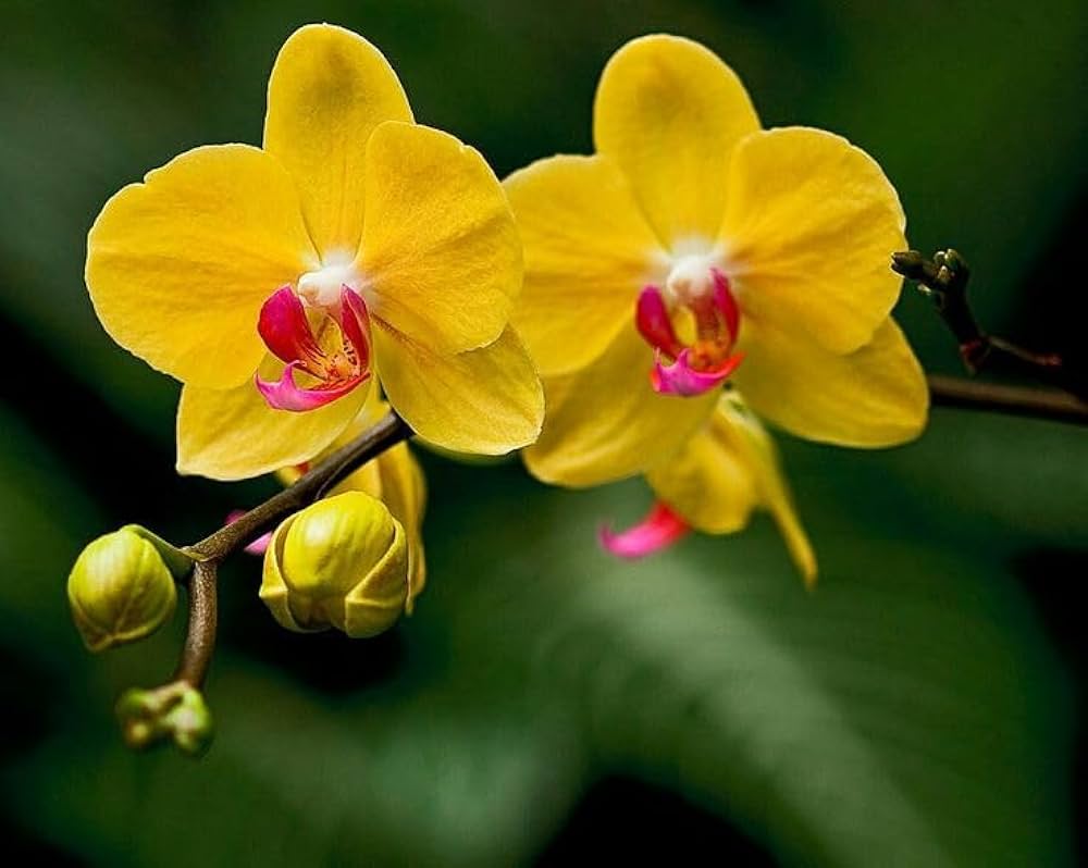Phalaenopsis Orchid Yellow
