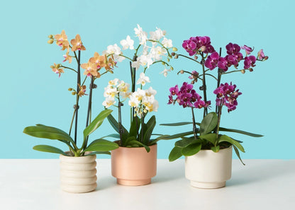 Phalaenopsis Orchid any Dark color