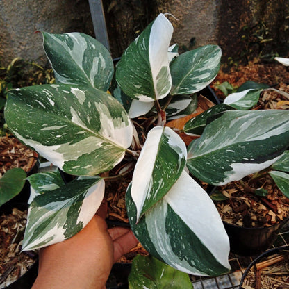 Philodendron white princess
