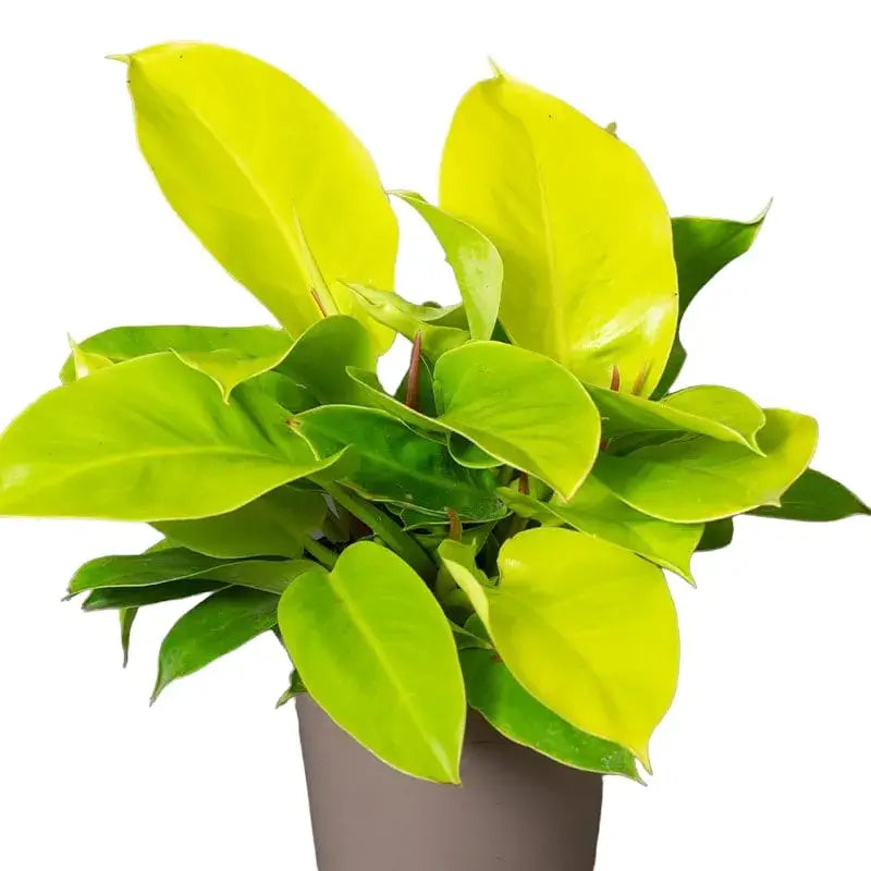 Philodendron Moonlight/ Moonshine