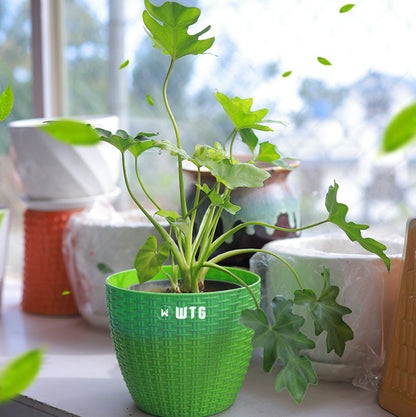 Philodendron Xanadu- Cut leaf philodendron