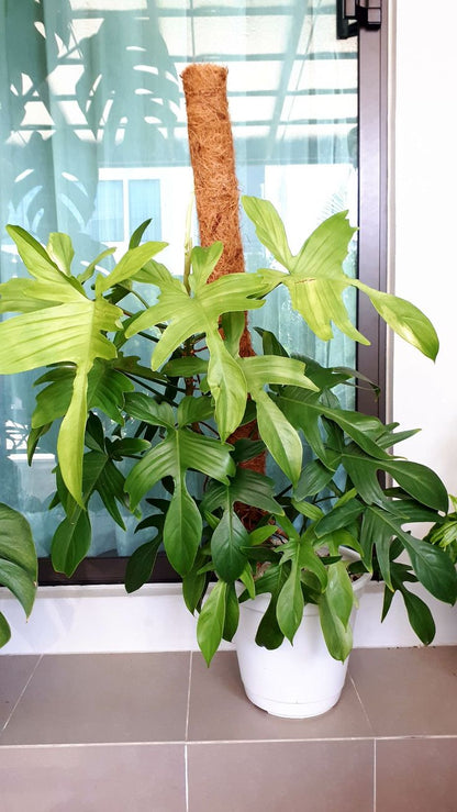 Philodendron Florida Ghost  Indoor /Semi indoor plant
