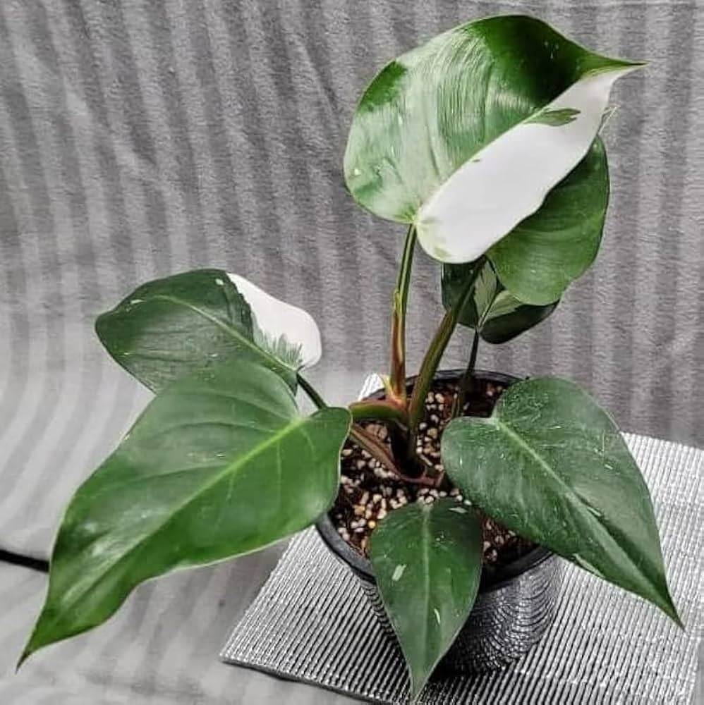 Philodendron white knight