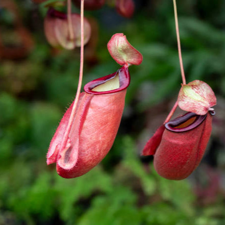 Pitcher plant/ Nepenthes