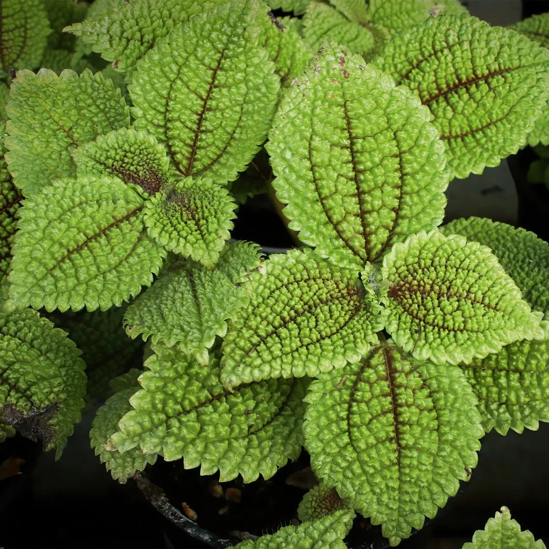 Pilea involucrata