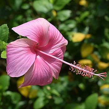 Hibiscus Nadan pink- Chembarathi Nadan pink