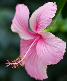 Hibiscus Nadan pink- Chembarathi Nadan pink