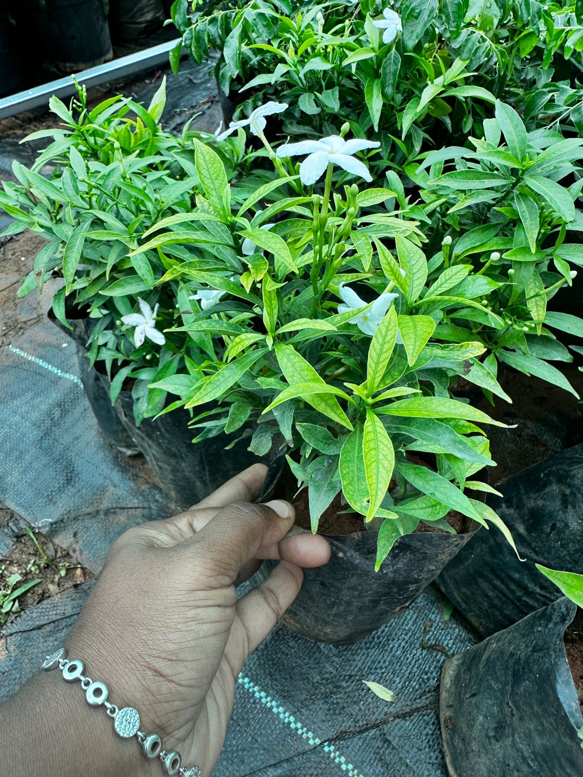 Nandyarvattam Miniature Hybrid - Pinwheel Flower Plant