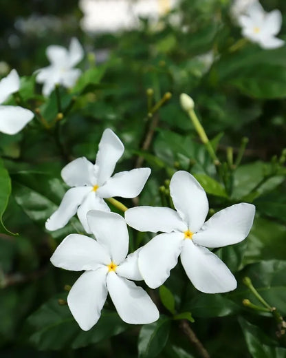 Nandyarvattam Miniature Hybrid - Pinwheel Flower Plant