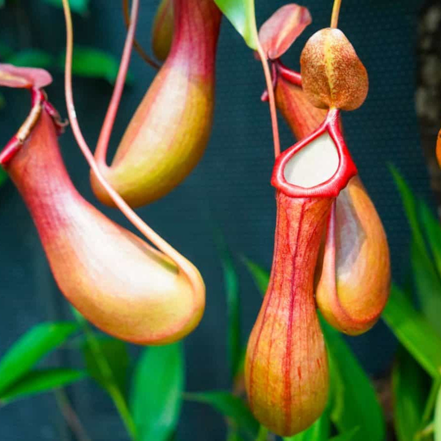 Pitcher plant/ Nepenthes