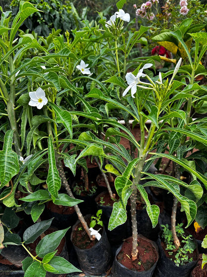 Plumeria White
