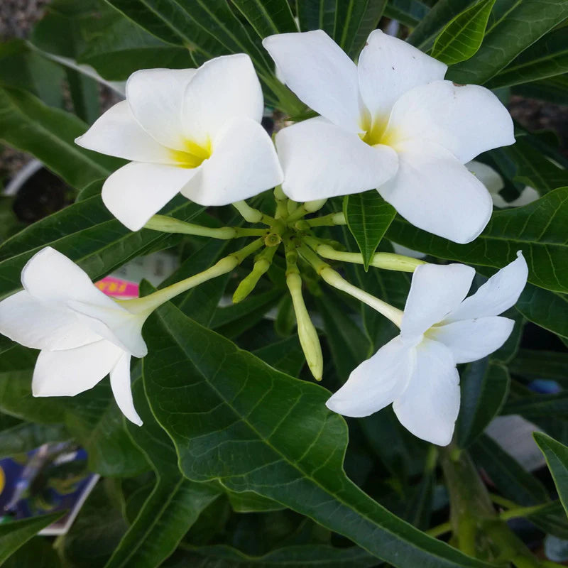 Plumeria White