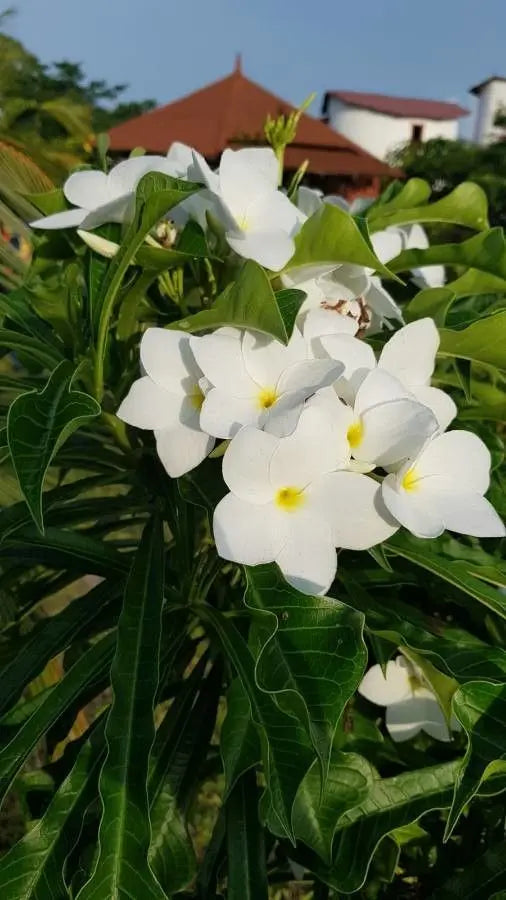 Plumeria White