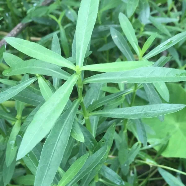 Ponnamkanni Original