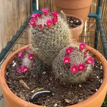 Cactus Powder Puff