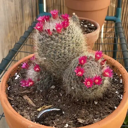 Cactus Powder Puff