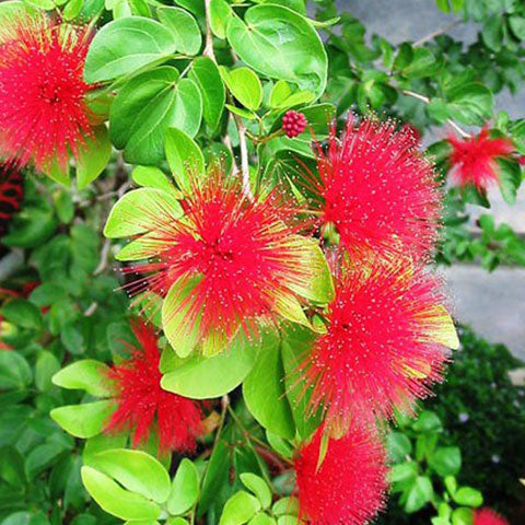 Powder Puff Red Mother plant