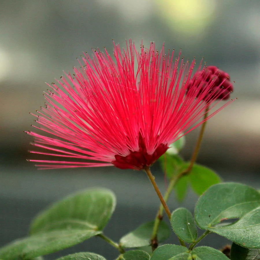 Powder Puff Red Mother plant