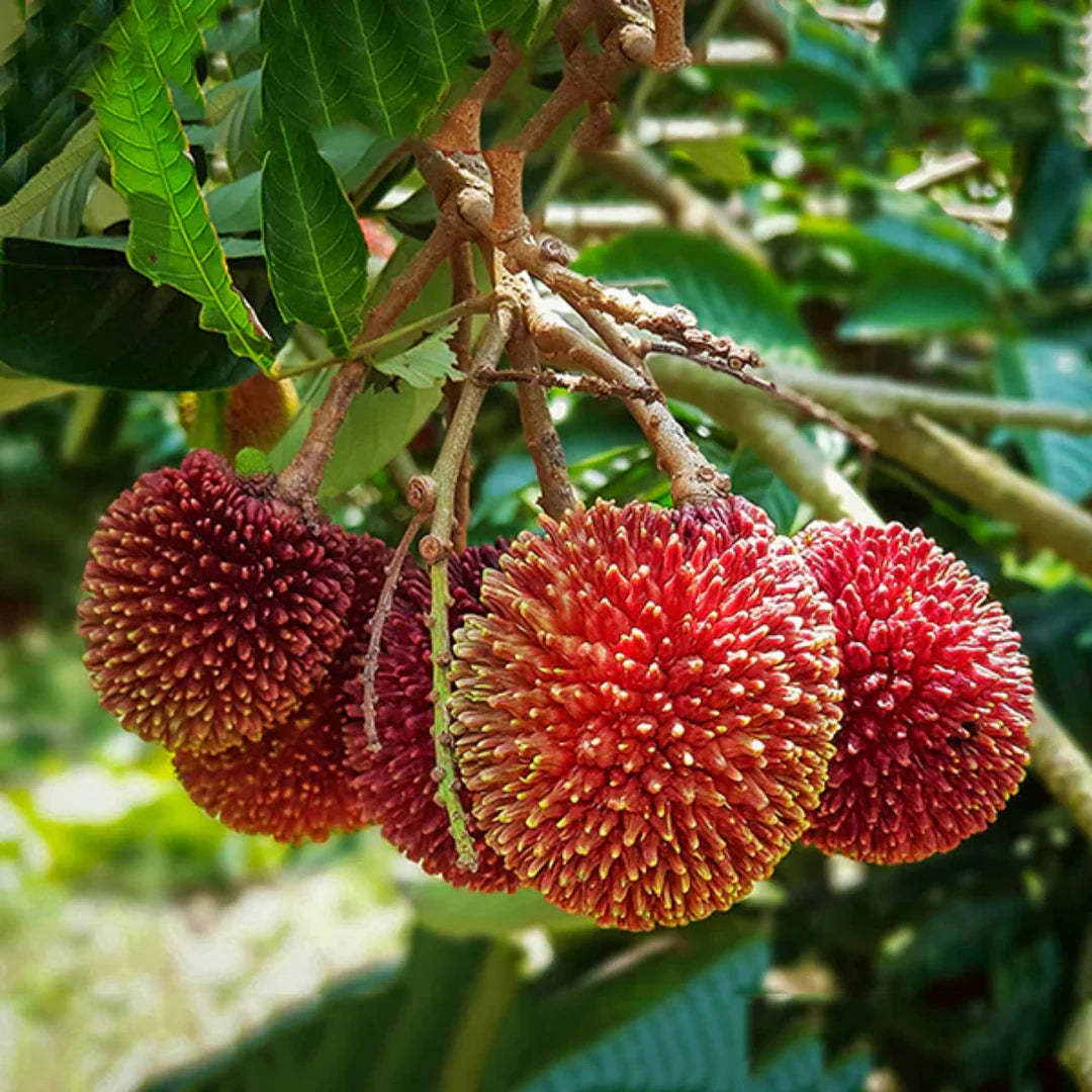 Pulasan Fruit plant