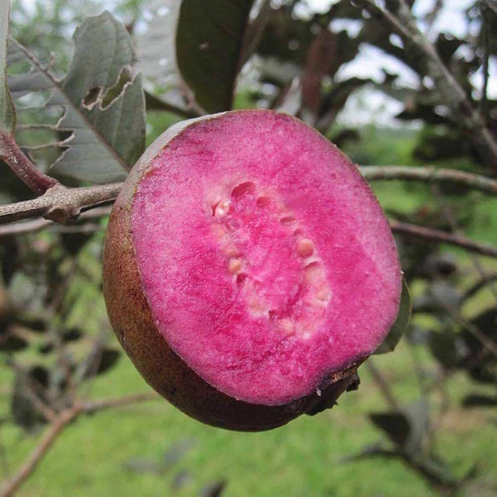 Purple Guava grafted plant