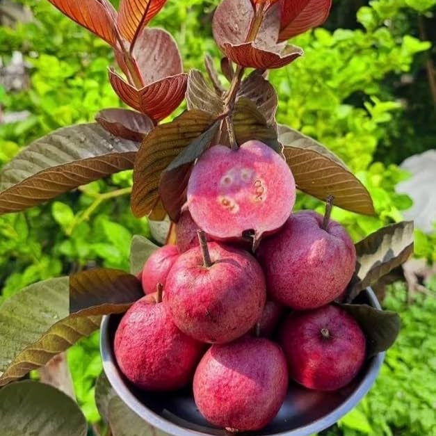 Purple Guava grafted plant