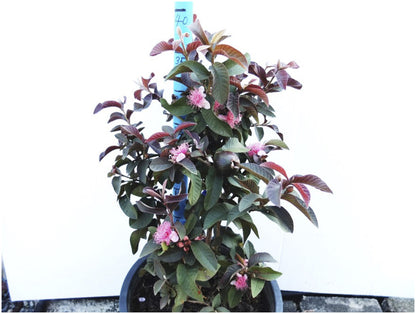 Purple Guava Miniature- Beetroot Guava- Violet guava - purple pera