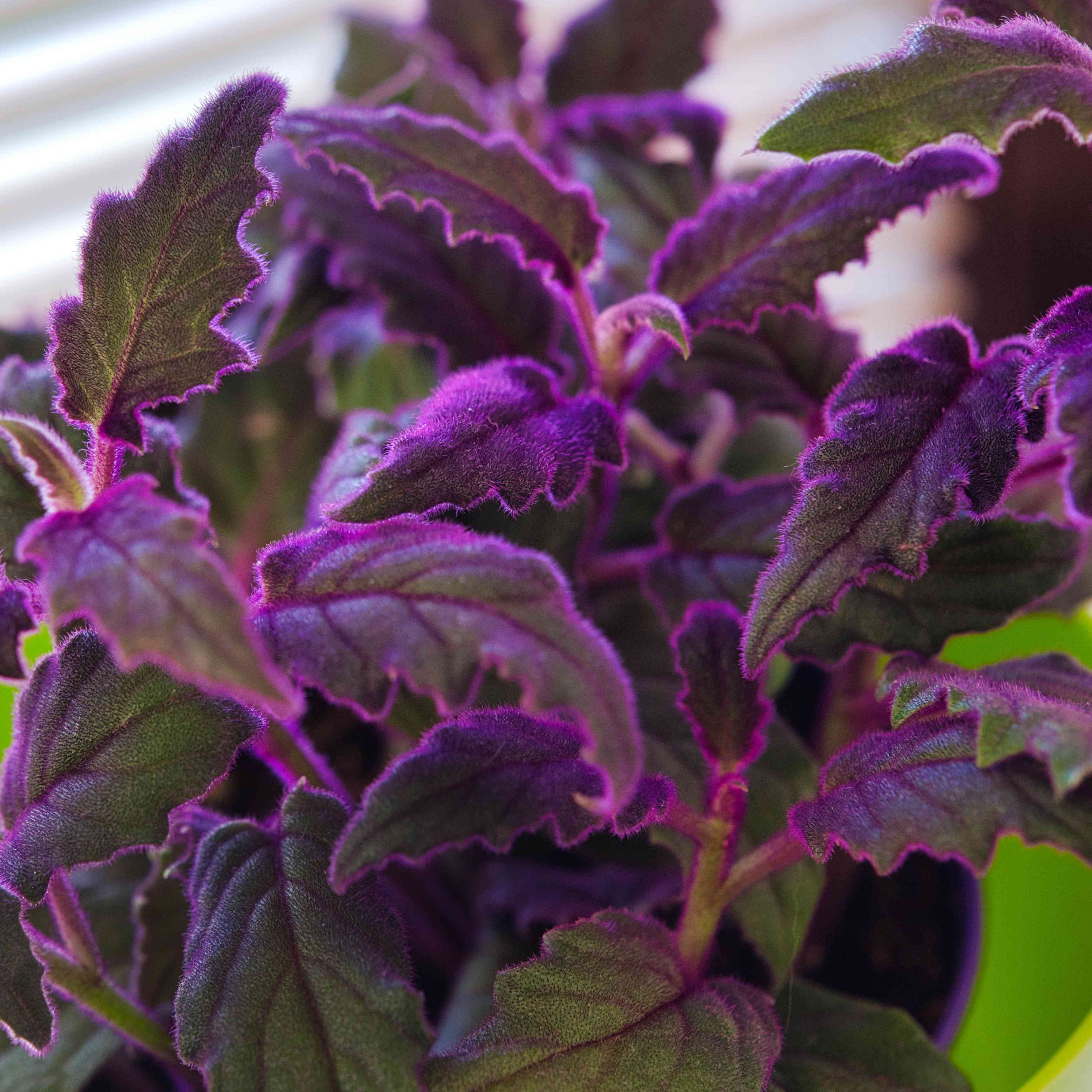 Purple Velvet Plant / Purple Passion Plant