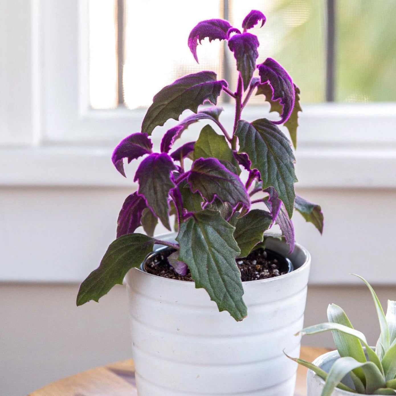 velvet plant indoor Purple Velvet Plant / Purple Passion Plant