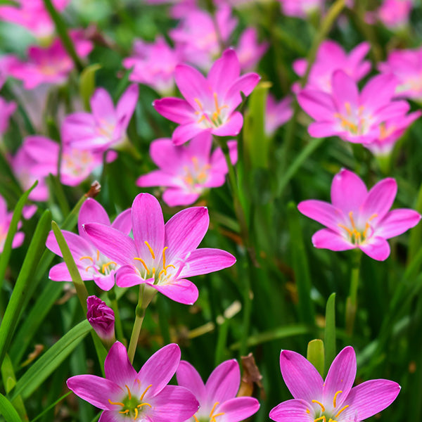 Rain Lily Pink