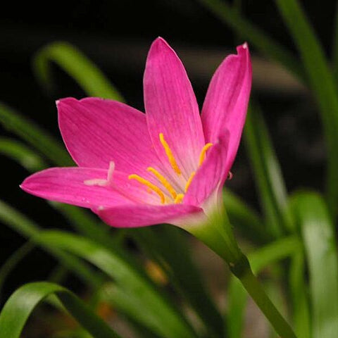 Rain Lily Pink