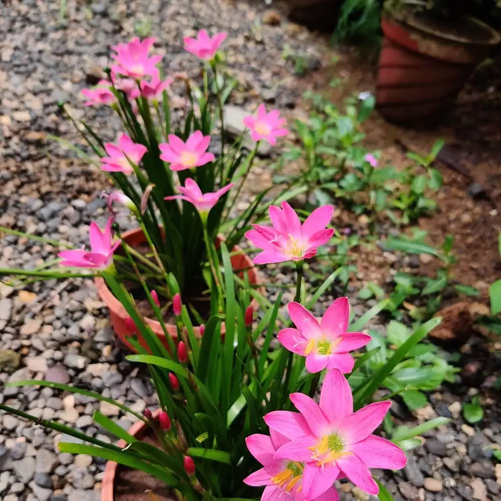 Rain Lily Pink