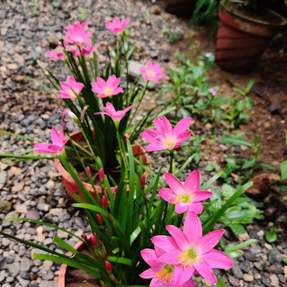 Rain Lily Pink