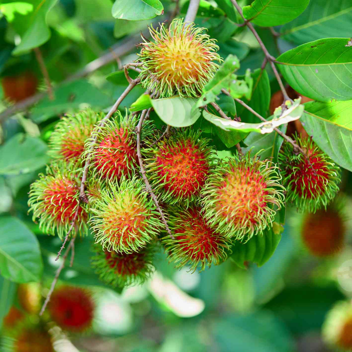 Rambutan N18  Grafted Fruit plant